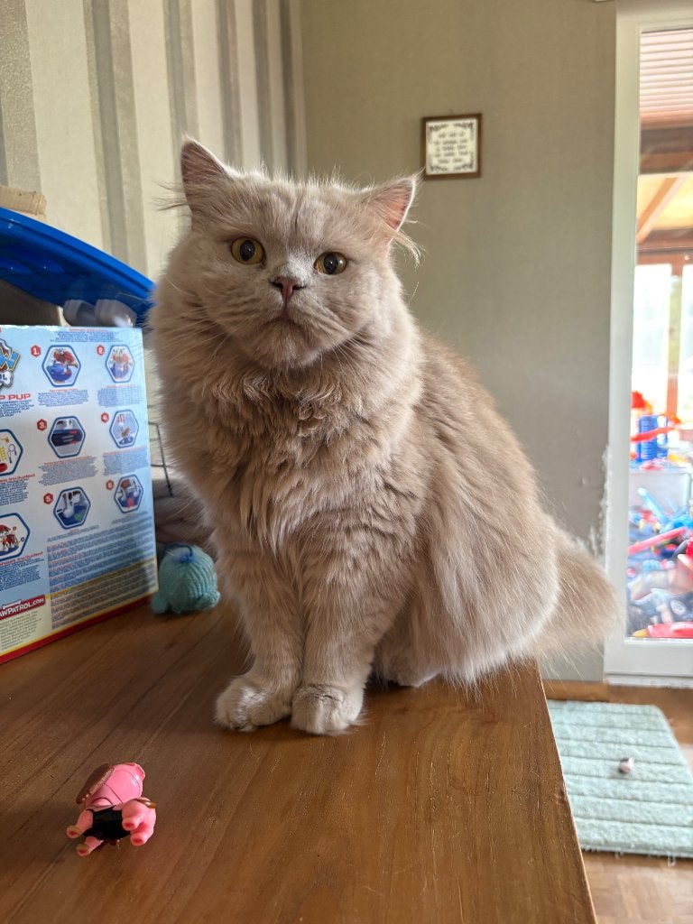 Fawn BLH kater, Kater, Gechipt, 0 tot 2 jaar