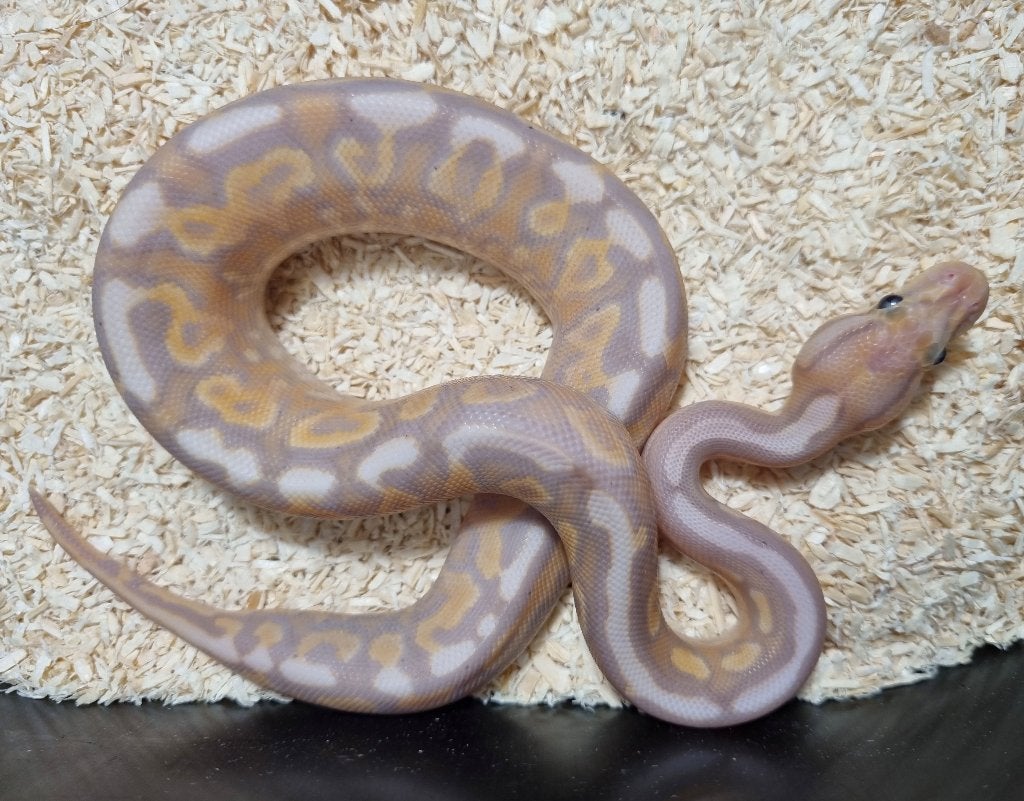 1.0 banana cinnamon gravel od (spotnose) het clown 66% pied Ball Python photo 2