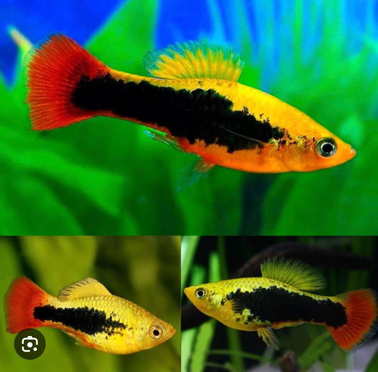 Echte Hawai Papegaaienplaty
