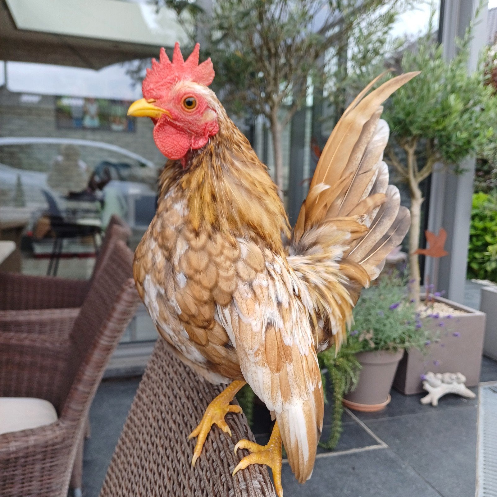 jeune coq Serama, Mâle, Poule ou poulet