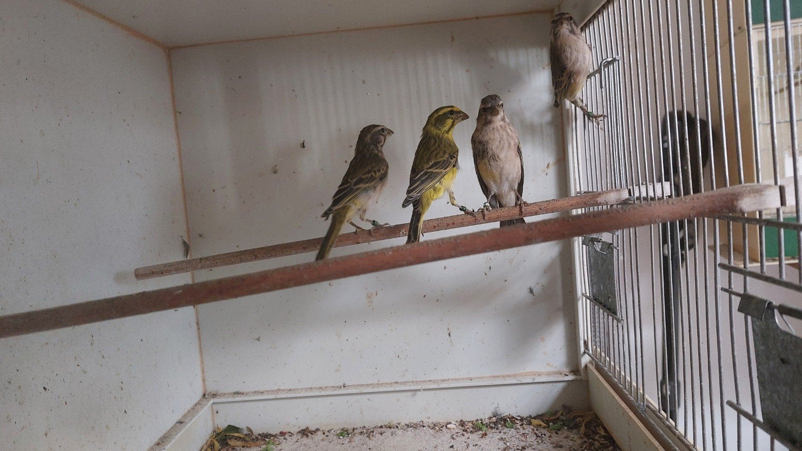 geelbuikcini serinus flaviventris, Vrouwelijk