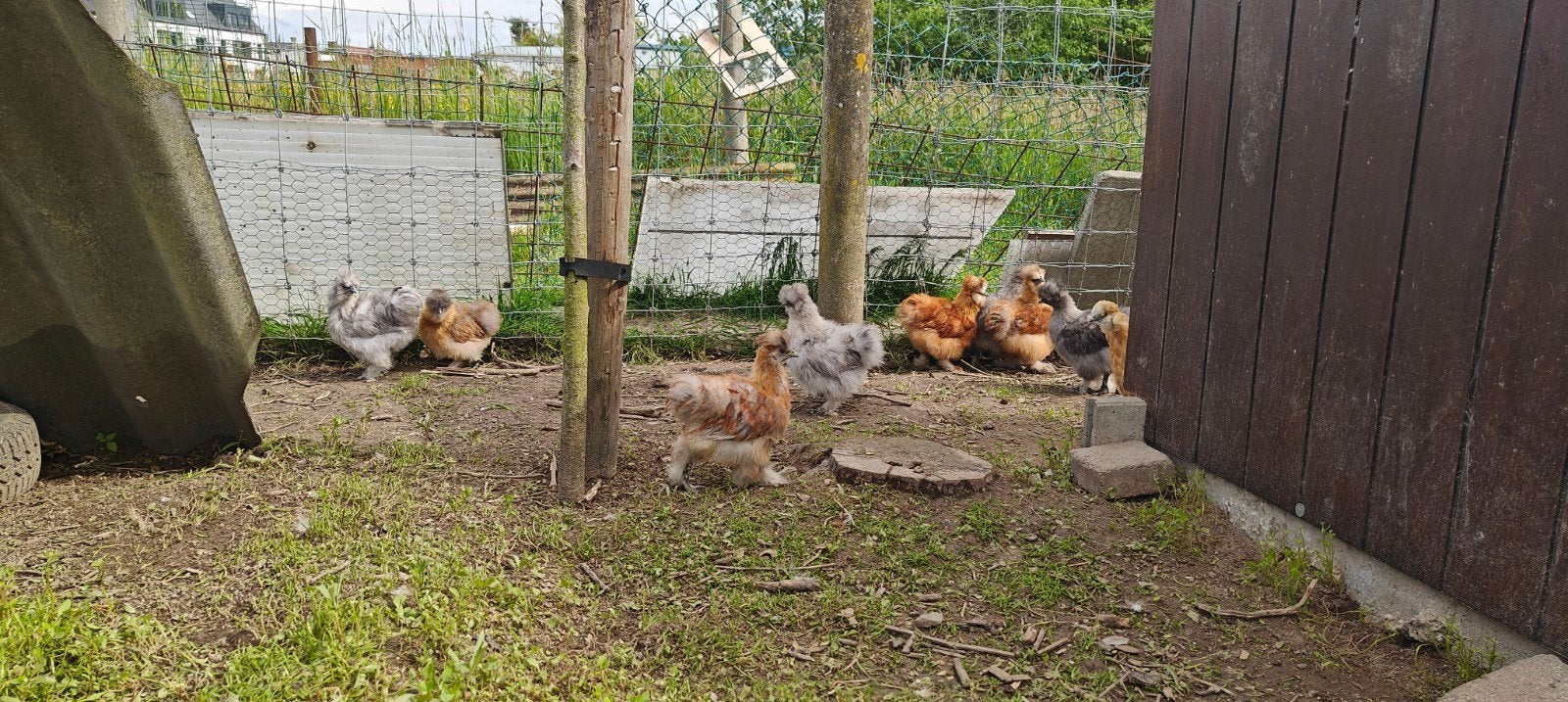 Zijdehoen hanen, Dieren en Toebehoren, Pluimvee, Mannelijk, Kip