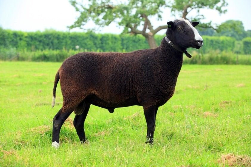 Zwartebles  ram