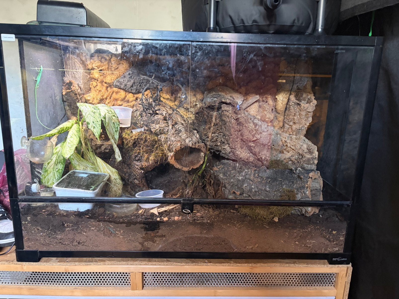 Trio Takydromus smagardinus, Enlèvement, Neuf, Terrarium ou Paludarium