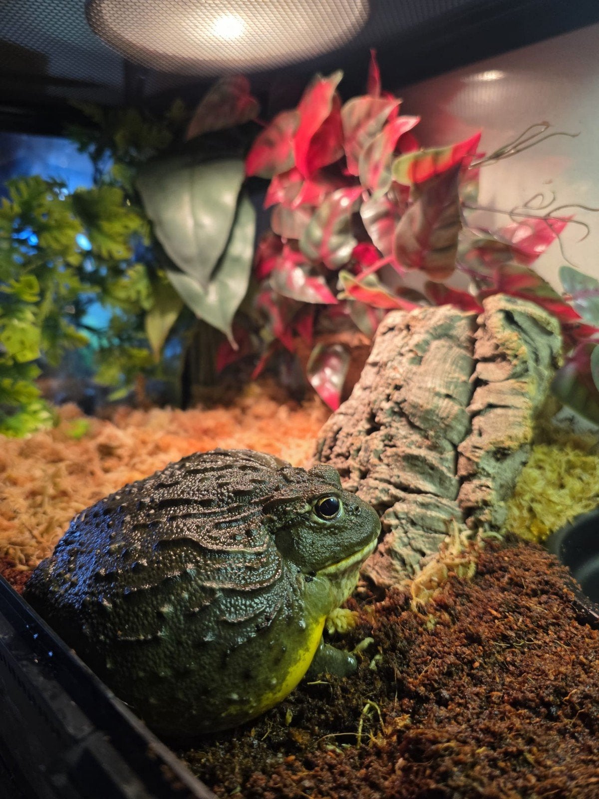 Afrikaanse stierkikker met complete terrarium, Dieren en Toebehoren, Reptielen en Amfibieën, Amfibie, Met terrarium