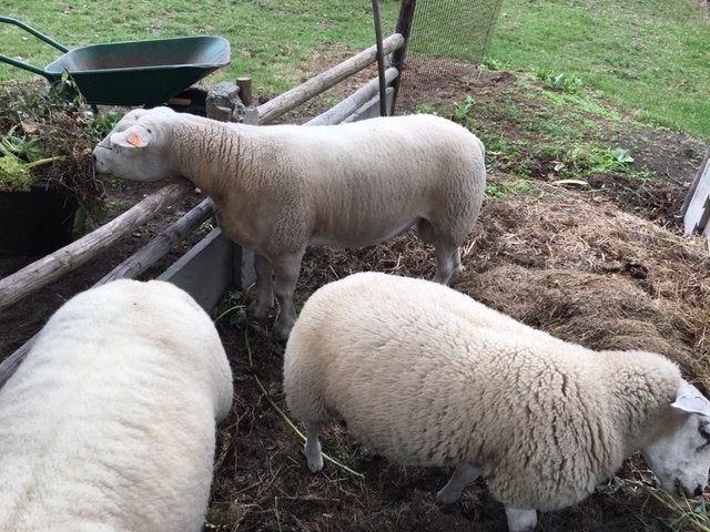 Schapen ram, Animaux & Accessoires, Mâle, Mouton, 0 à 2 ans