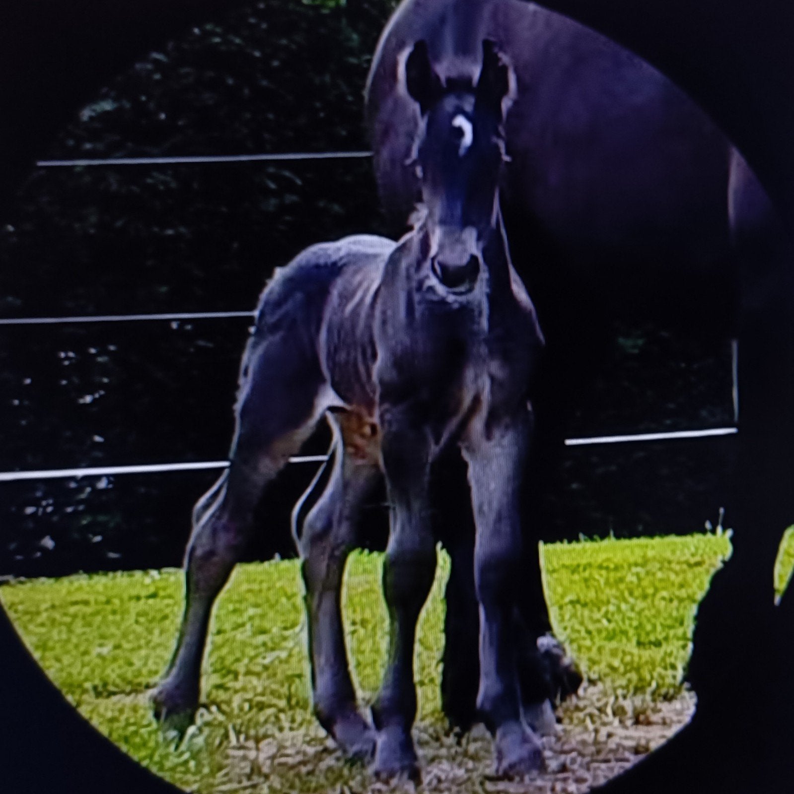 Trekpaard_hengsten_veulen_zwart, Minder dan 160 cm, Met stamboom, Niet van toepassing, 0 tot 2 jaar