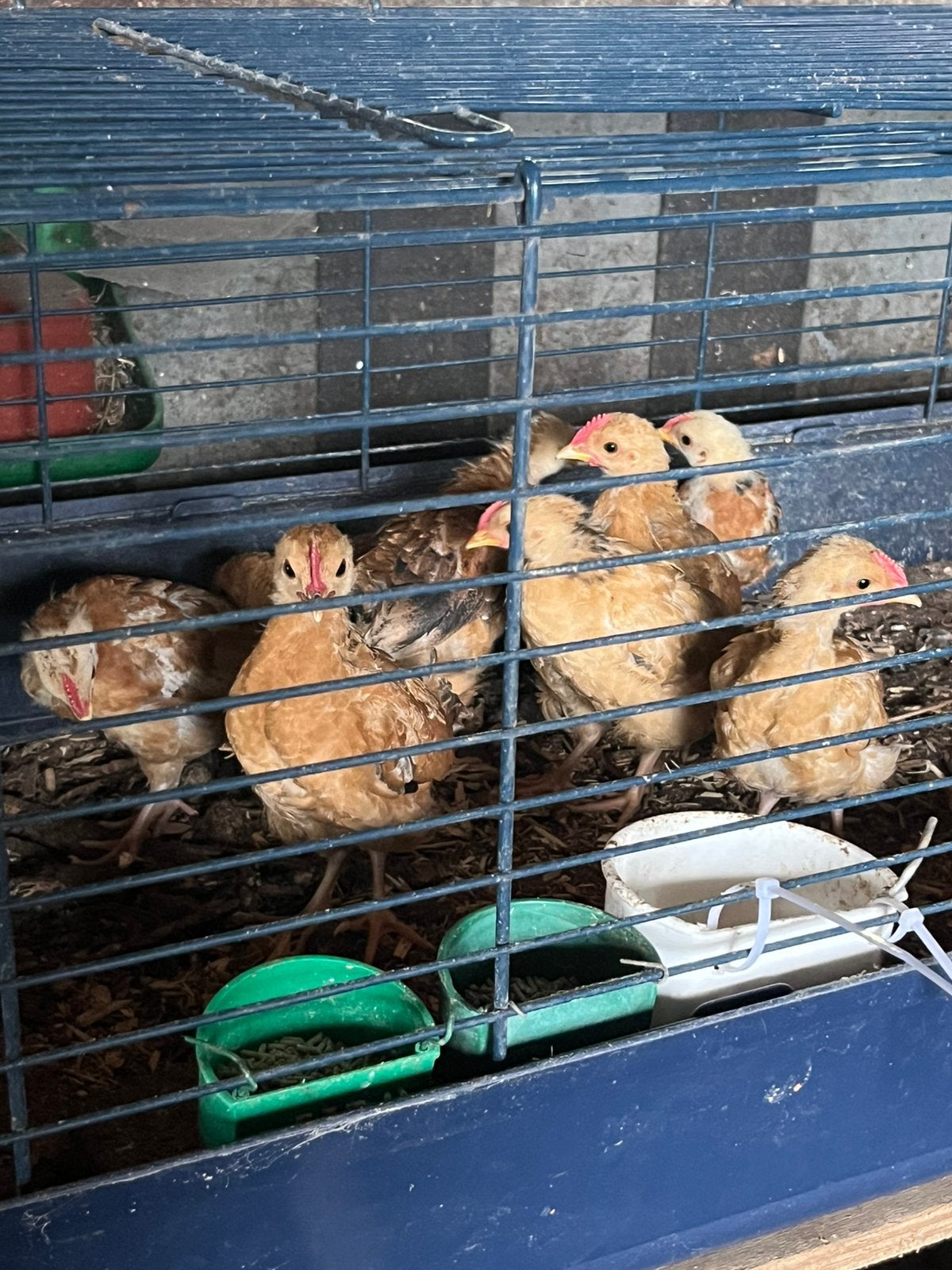 Jonge krielhaantjese, Dieren en Toebehoren