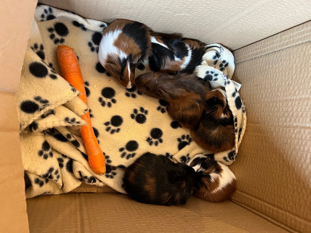 Cavia jongens, Dieren en Toebehoren, Cavia, Mannelijk, Tam, Oktober