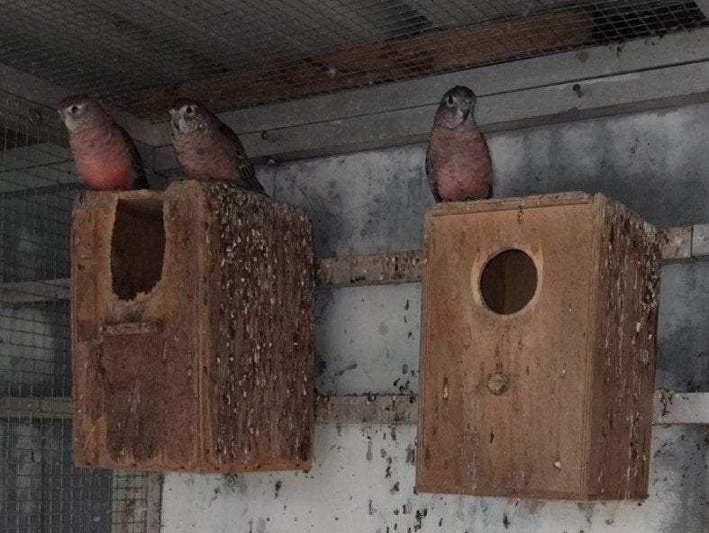 Bourkesparkieten, Geringd