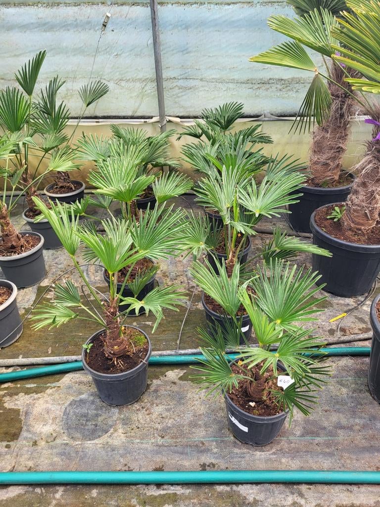 Trachycarpus wagnerianus,  totaal 50cm hoog., Ophalen