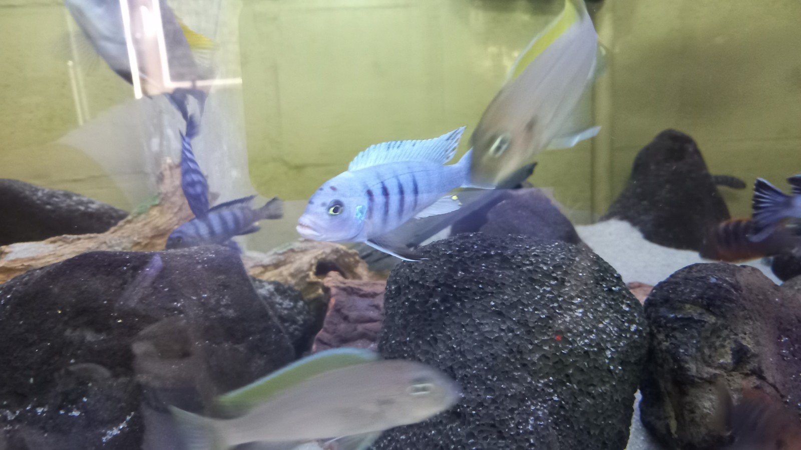Malawi cichliden
