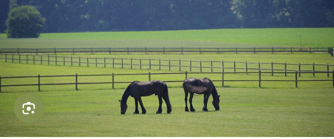 Weidegang/opfok gezocht regio 8020, Élevage