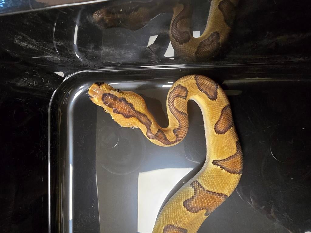 Prachtige super enchi clown 100% het dg, Dieren en Toebehoren, Amfibie