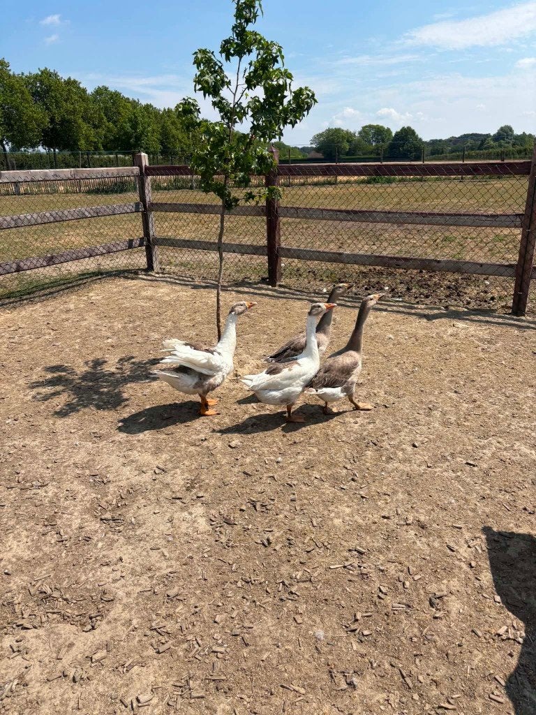 Ganzen ( boerenganzen ), Sexe inconnu, Oie ou Cygne