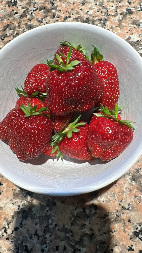 Aardbeiplanten Malwina, Ophalen, Lente, Fruitplanten, Volle zon