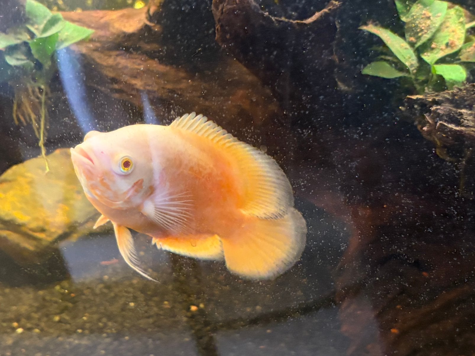 Poissons, Animaux & Accessoires, Poissons | Poissons d'aquarium, Poisson