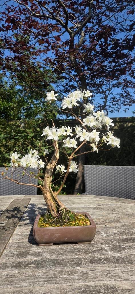 Azalea bonsai, Tuin en Terras, Planten | Bomen, Ophalen