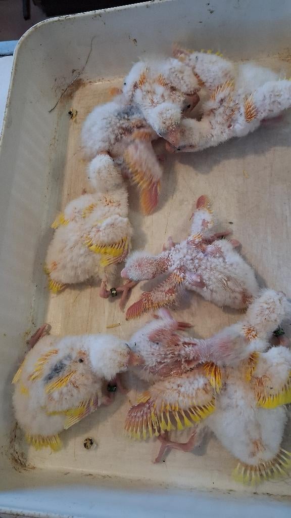 NOG 5 GELE KAKARIKI  3 weken oud, Plusieurs animaux, Perruche, Bagué