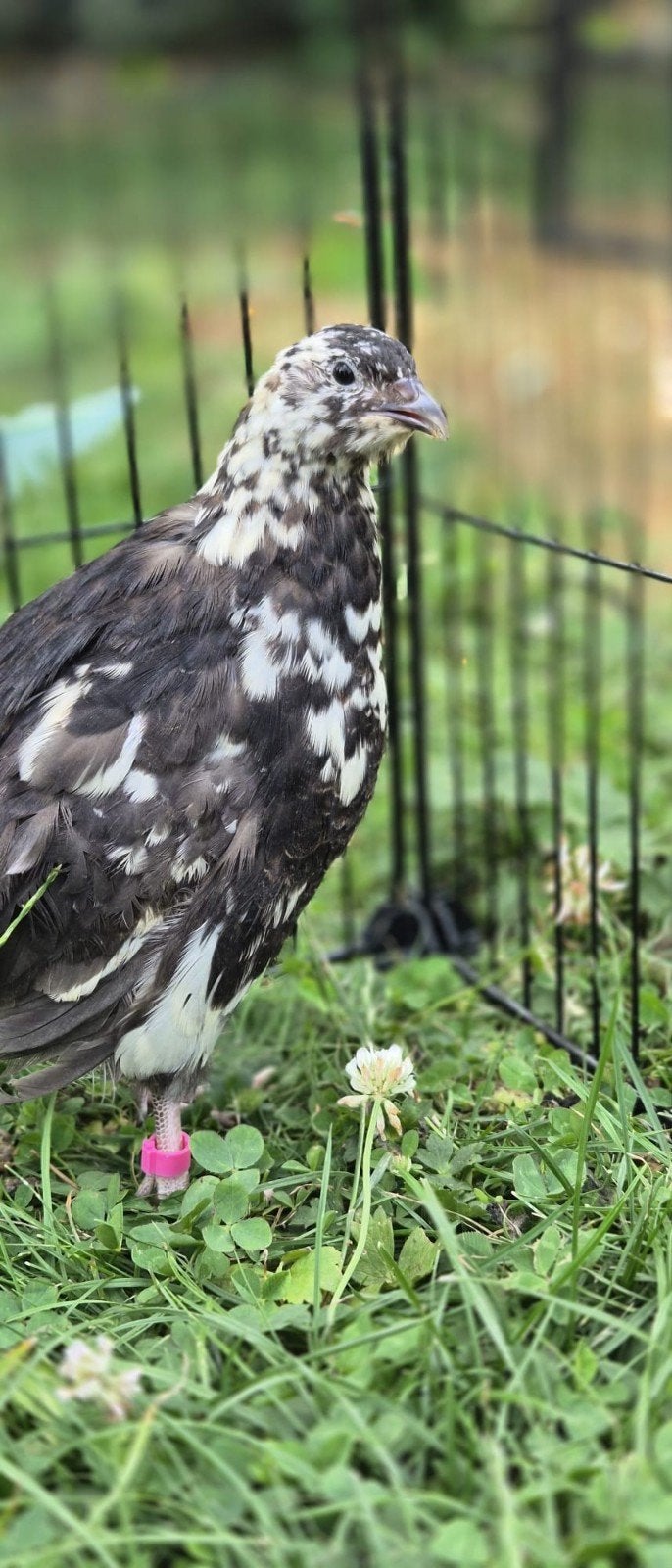 broedeieren japanse kwartel kleurmutaties, Dieren en Toebehoren, Pluimvee, Geslacht onbekend, Overige soorten