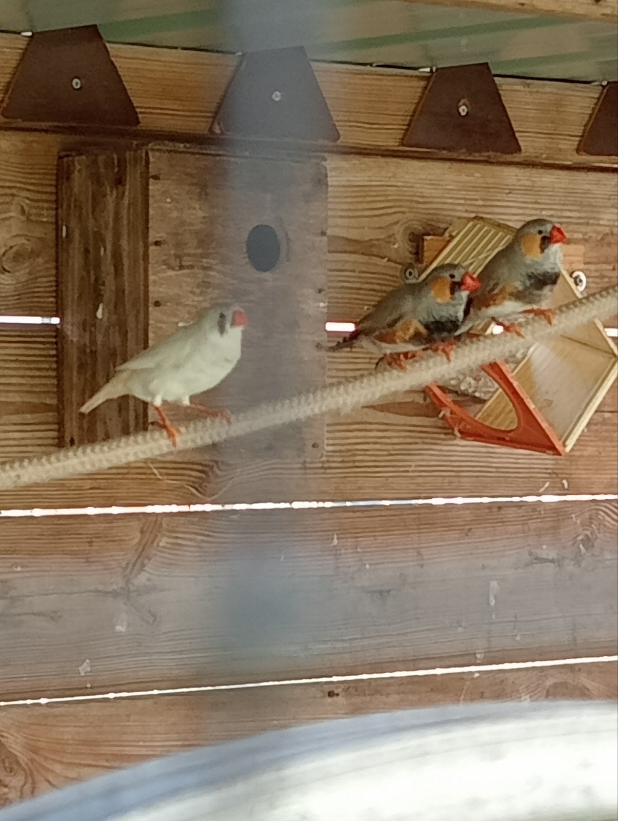 4 zebravinken - kwartels, Plusieurs animaux, Oiseau tropical