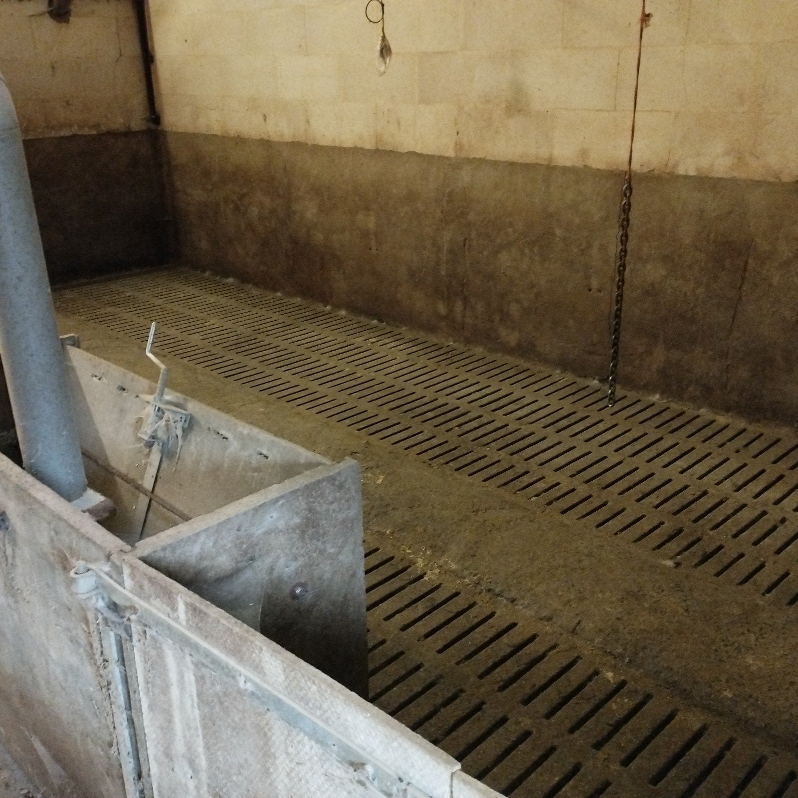 loonkweekstal varkens gevraagd, Dieren en Toebehoren