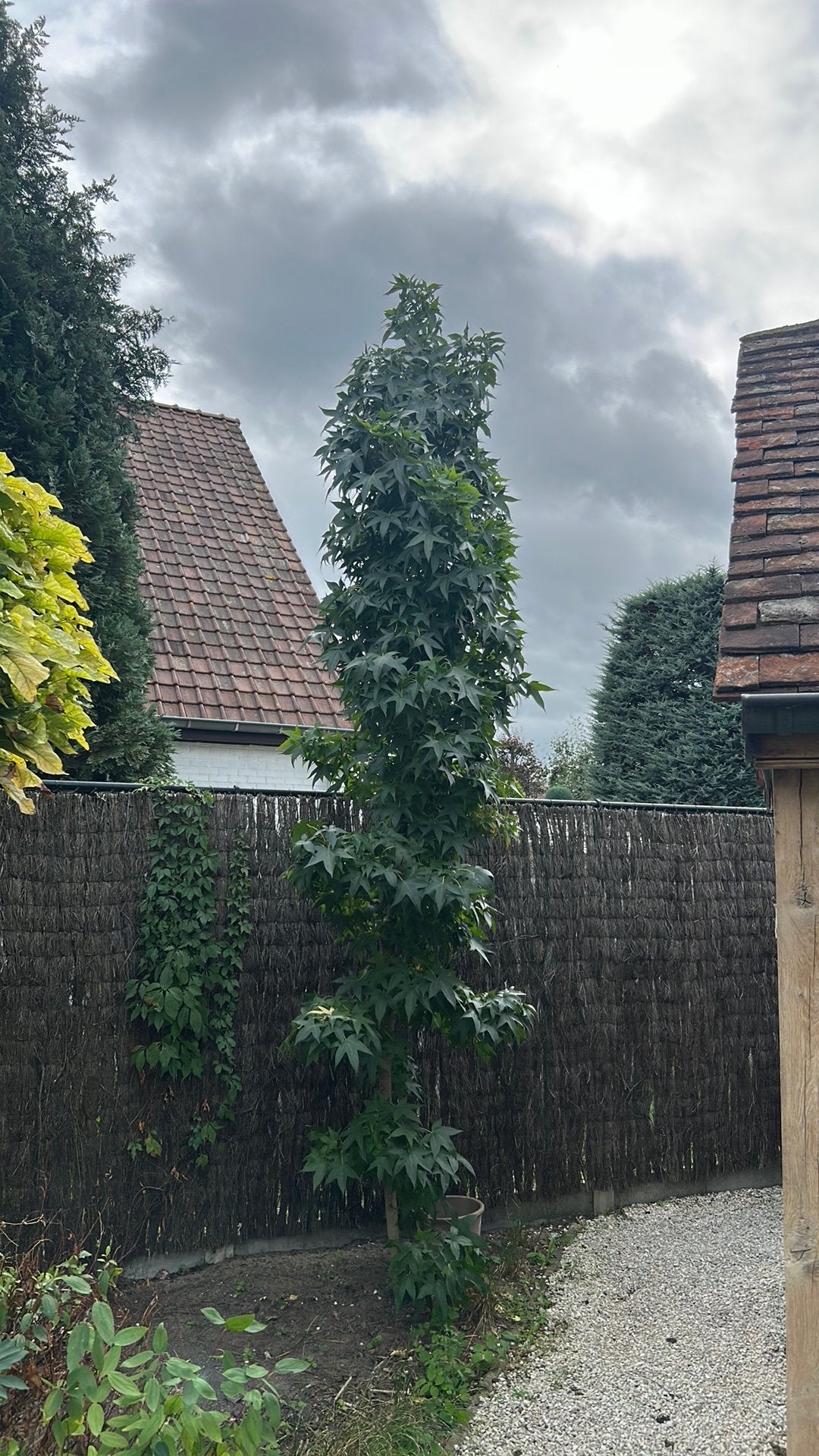 Zuilboom, Ophalen, Zuilboom