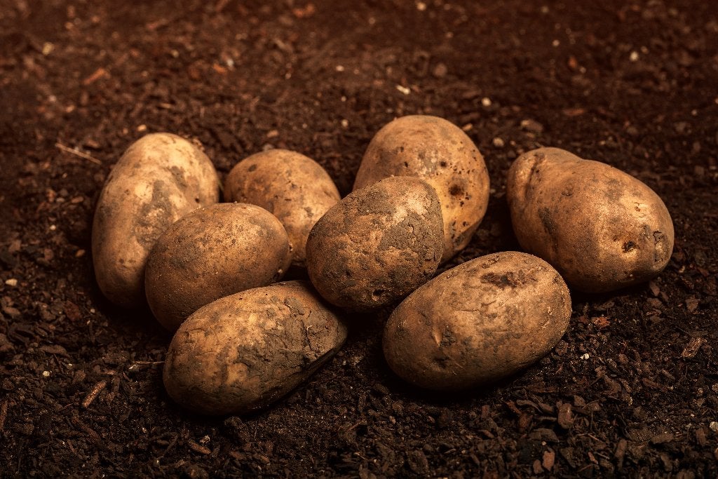 Verkoop aardappelen, Zakelijke goederen, Landbouw | Aardappelen, Groenten, Fruit en Vlees, Ophalen