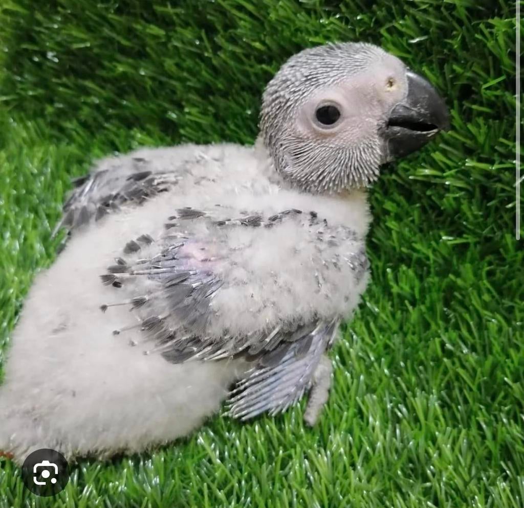 Gezocht : baby roodstaart papegaai, Mannelijk, Papegaai, Tam