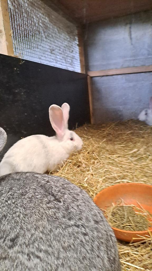 Vlaamse reuzen, Mâle, Grand, 0 à 2 ans