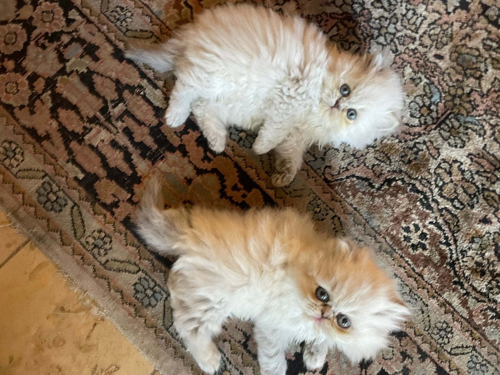 Superbes points bleus persans, Animaux & Accessoires, Chatte ou Chat, Avec puce électronique, 0 à 2 ans