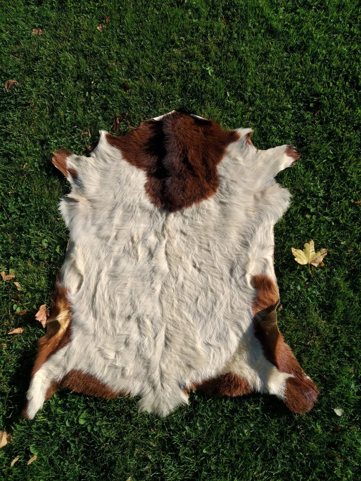 tapis peau de chèvre véritable, Antiquités & Art, Enlèvement