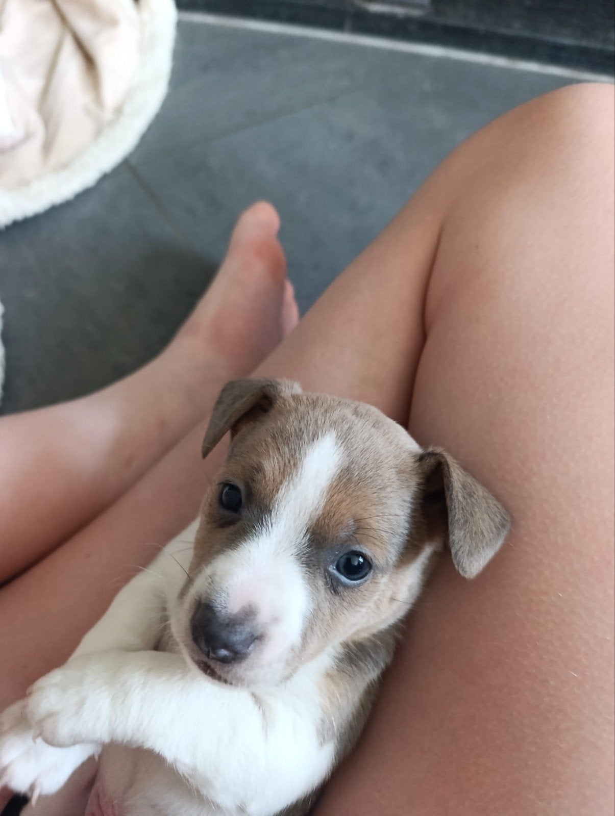 Mooie jack Russell pups tekoop, Animaux & Accessoires, Chiens | Jack Russell & Terriers, Parvovirose, Plusieurs, Jack Russel Terrier