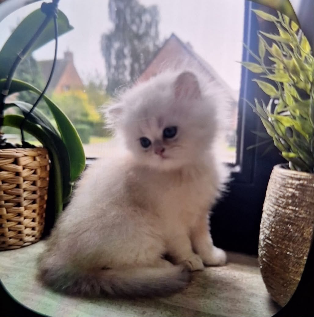 Chaton britannique à poil long à vendre, Chatte ou Chat, Avec puce électronique, 0 à 2 ans