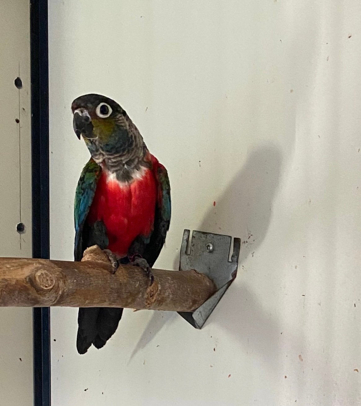 Couple conure perlata reproducteur