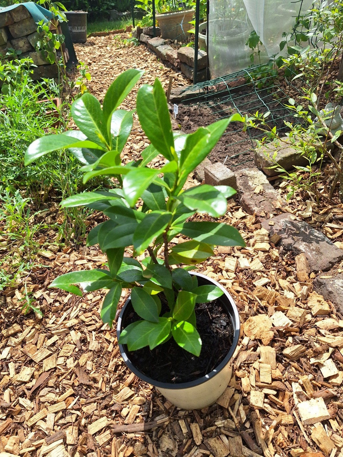 Camelia, Tuin en Terras, Ophalen