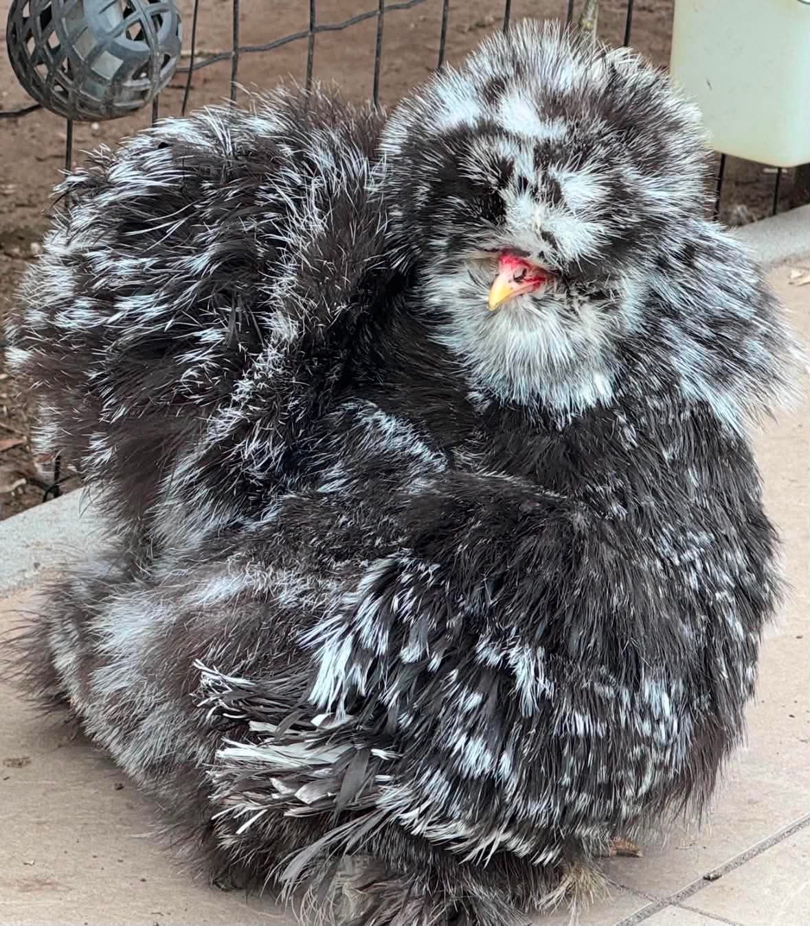 USA zijdehoen mottled broed eieren, Dieren en Toebehoren, Pluimvee, Kip