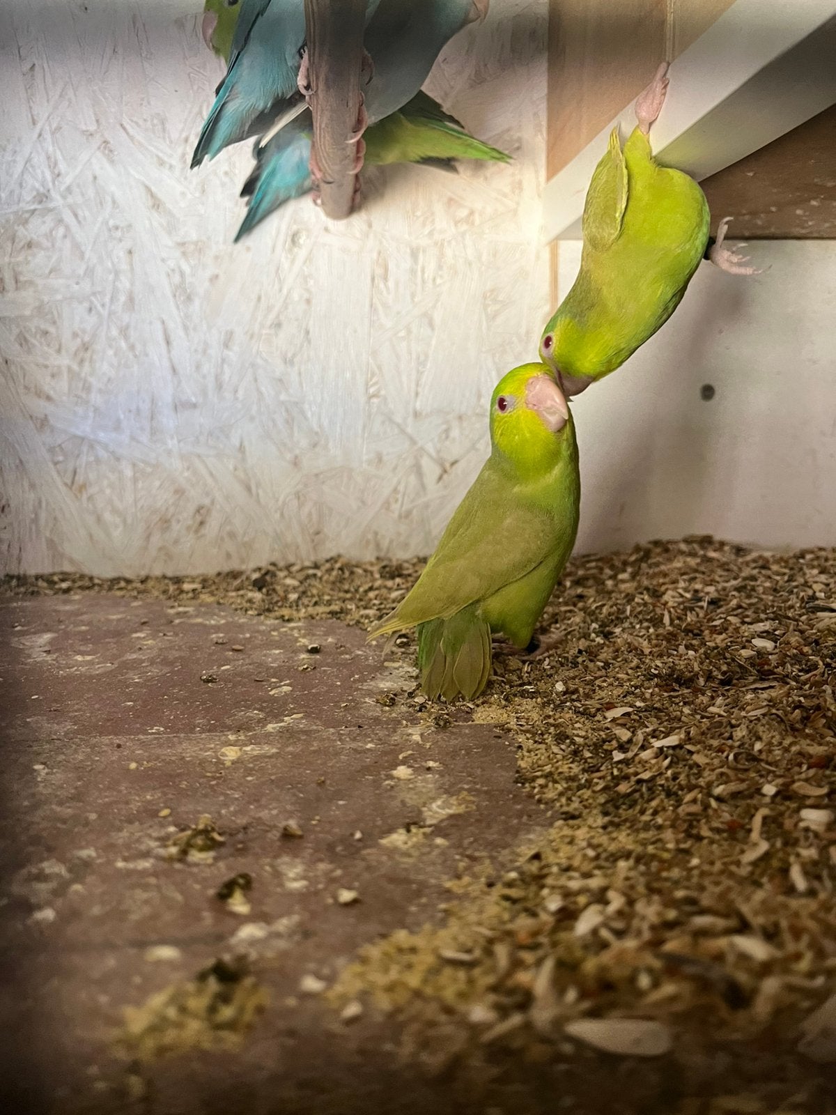 Forpussen, Dieren en Toebehoren, Vogels | Parkieten en Papegaaien, Meerdere dieren, Dwergpapegaai of Agapornis, Geringd
