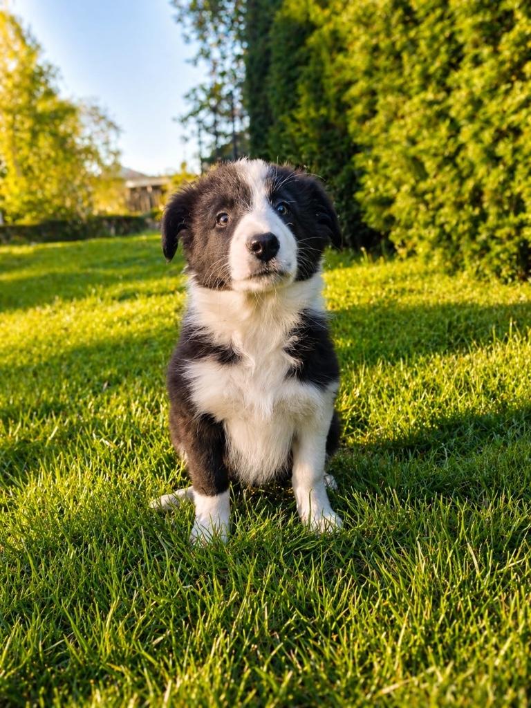 Lieve border collie pup ( teefje ), Animaux & Accessoires, Chiens | Bergers & Bouviers, Colley, Plusieurs, Hépatite contagieuse (maladie de Rubarth)