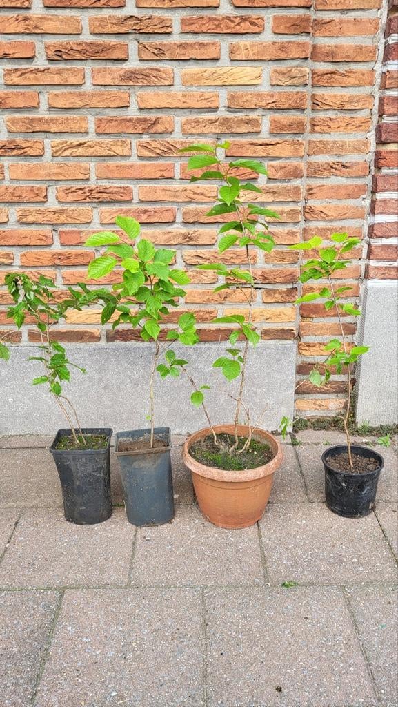 Kerzenbomen (per stuk voor 10 euro), Ophalen