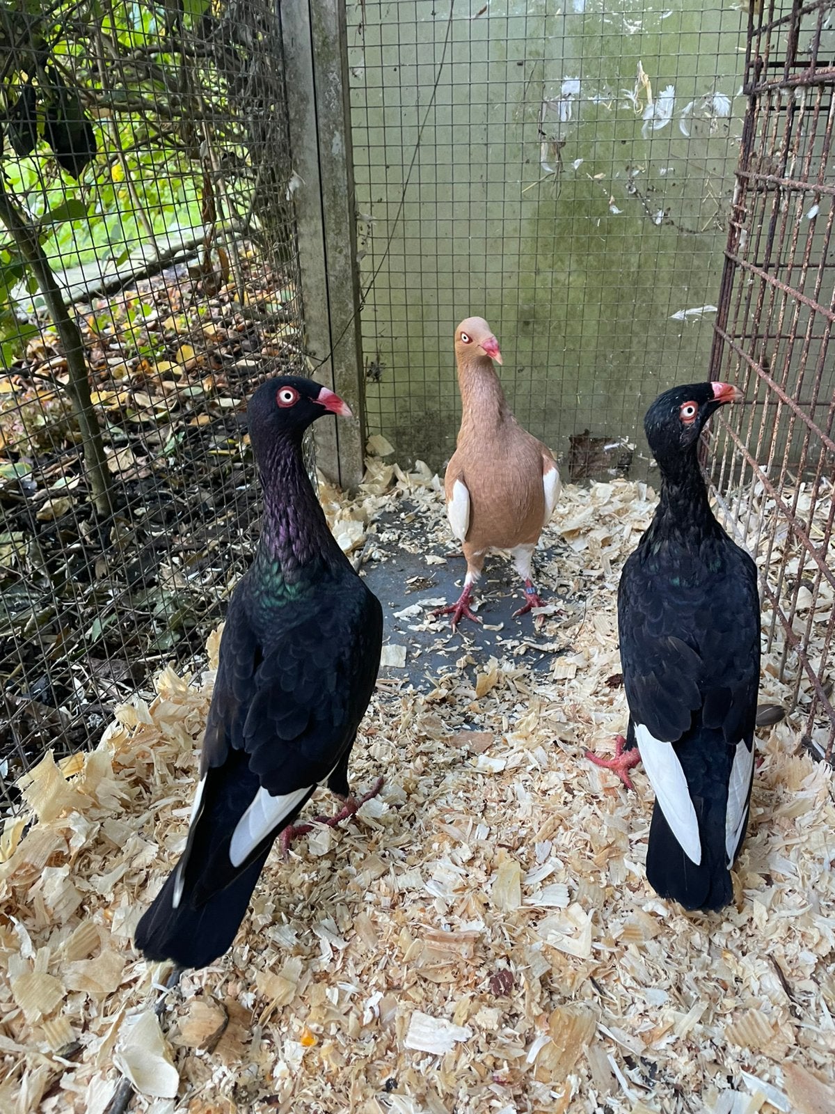 10 Deense tuimelaars, Plusieurs animaux, Pigeon culbutant ou Roller