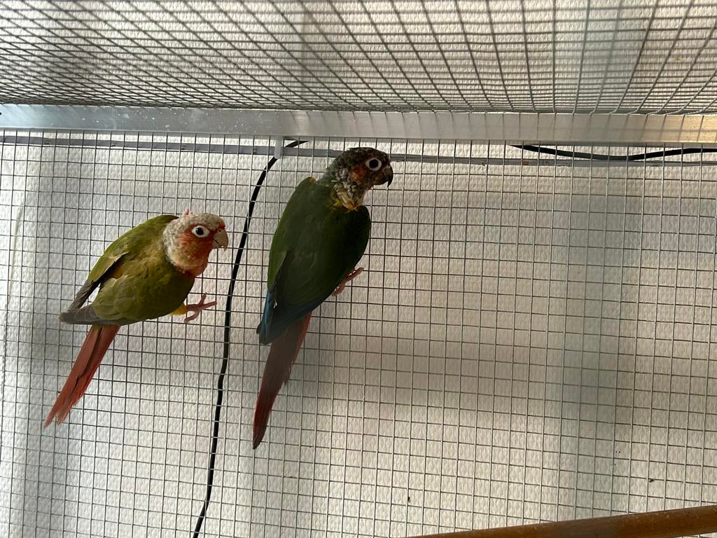 Conure molina pyrrhura molina, Dieren en Toebehoren, Ophalen