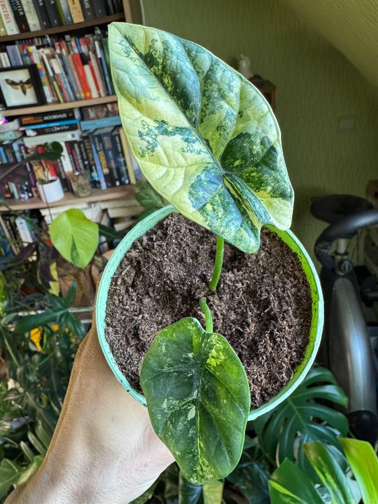 Alocasia sinuata aurea, Maison & Meubles, Autres espèces, En pot, Plante à fleurs, Enlèvement