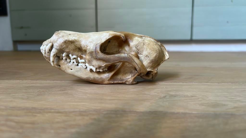 Schedel van een vos, Verzamelen, Dierenverzamelingen, Ophalen, Zo goed als nieuw, Schedel