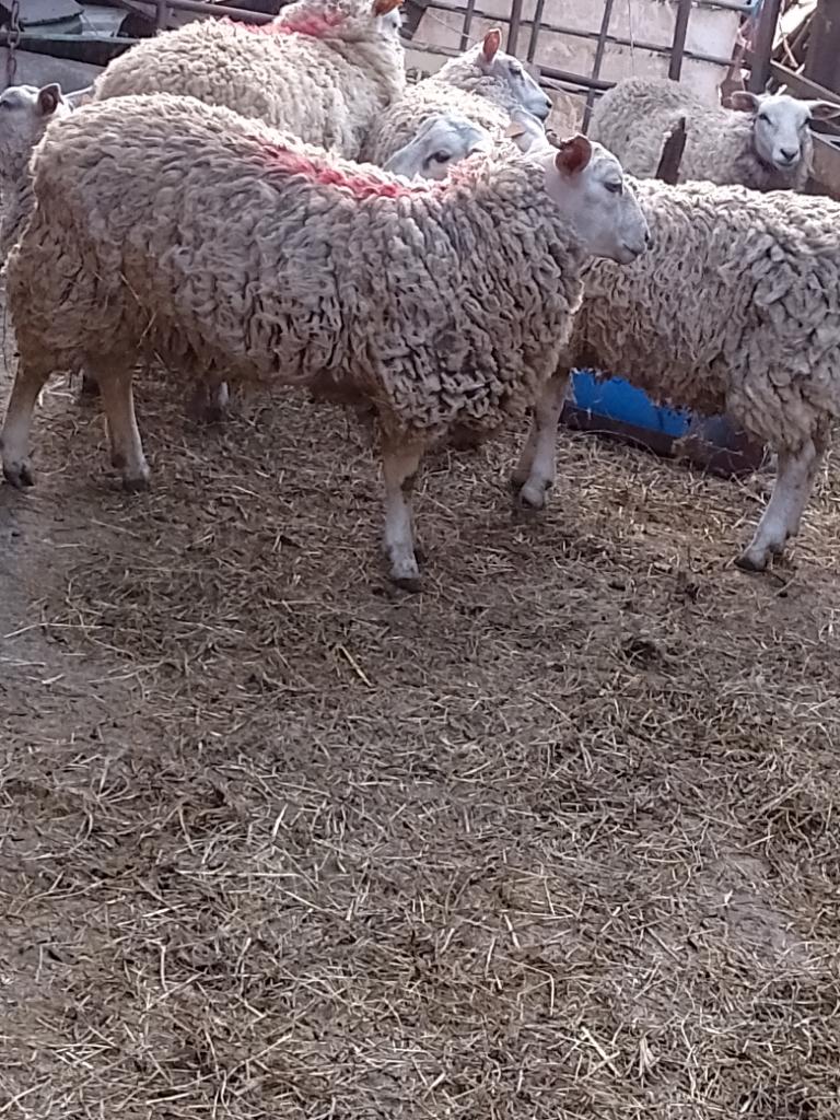 Agneaux texels pour la fête, Mâle, Mouton, 0 à 2 ans