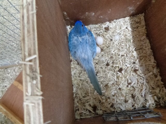 splendid of ruilen (m2459032902) — Vogels | Parkieten en Papegaaien ...