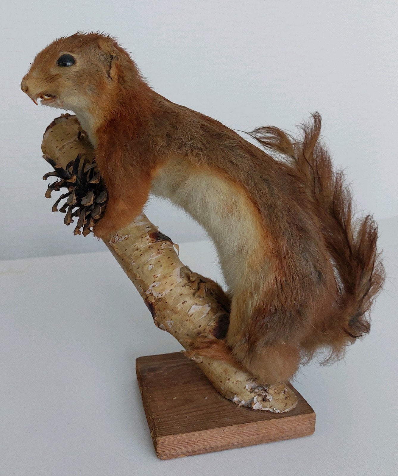 TAXIDERMIE EEKHOORN, Ophalen of Verzenden