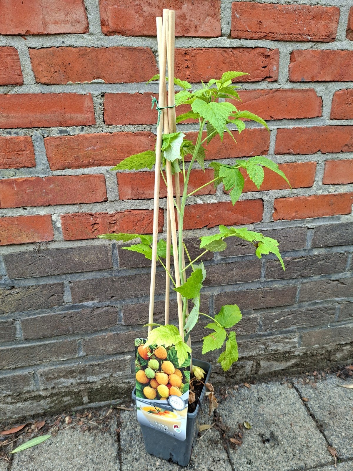 Fruitstruiken & Klimplanten, Ophalen, Klimplanten