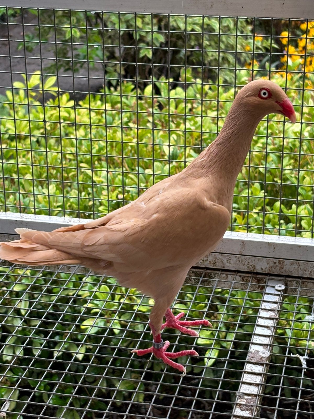 Mooie sierduiven, Dieren en Toebehoren, Meerdere dieren, Tuimelaar of Roller