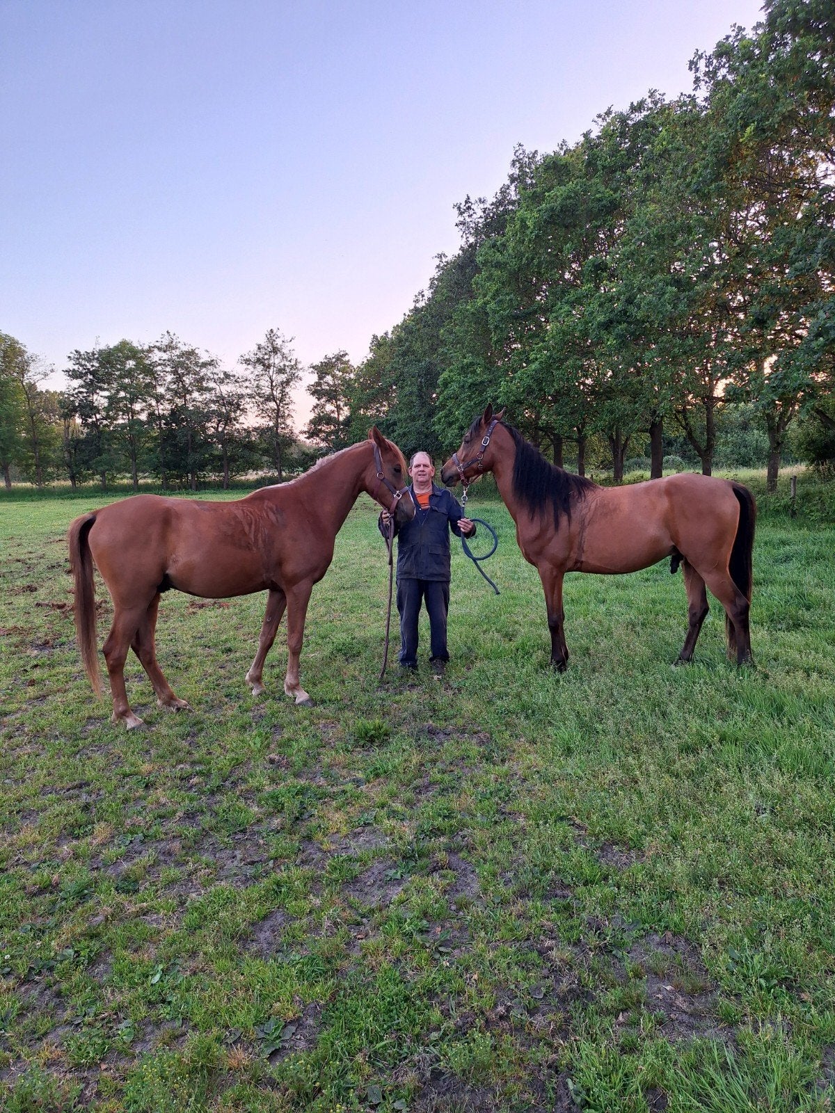 4-jarige arabier, Dieren en Toebehoren, Paarden, Ingeënt